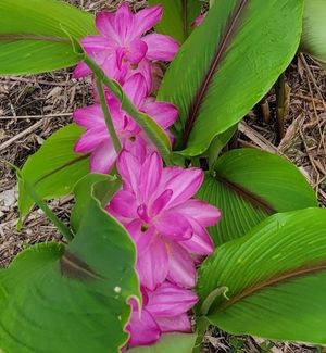 Queen Lily, Common Hidden Ginger, Jewel of Thailand, Hidden Lily, Curcuma petiolata (tentatively)